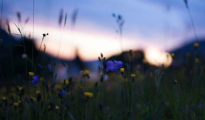 Feld, Gelb, Blau, Blumen, Makro, Unschärfe, Blendung, Nacht, Sonnenuntergang, Natur, Bokeh / und mobile Hintergründe, gelbe und blaue Blumen HD-Hintergrundbild