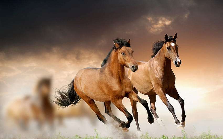 Wild Horse, flicka horse HD wallpaper
