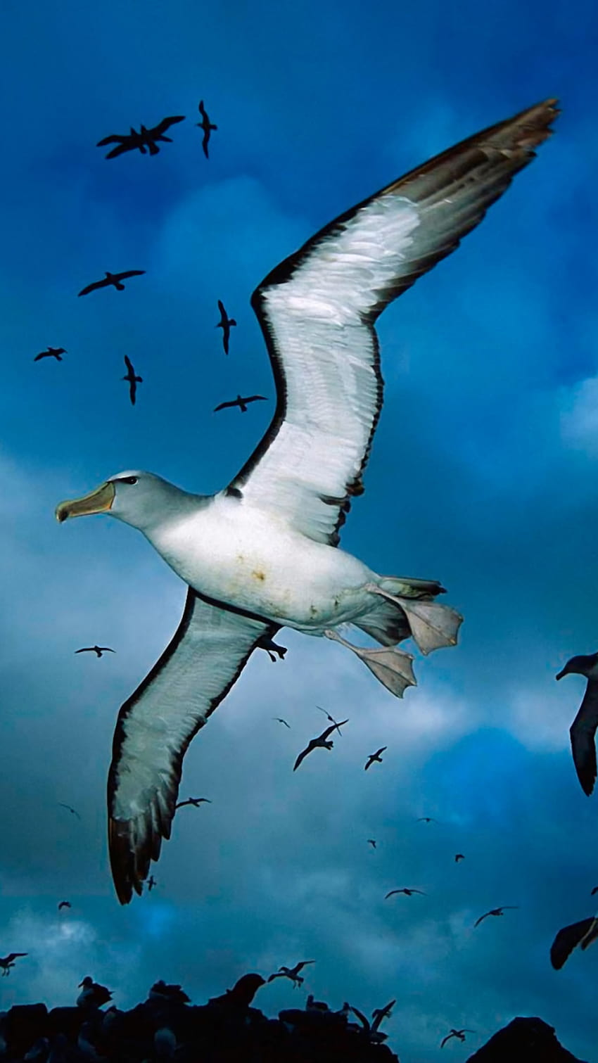 Tier/Albatros, fliegende Vögel mobil HD-Handy-Hintergrundbild