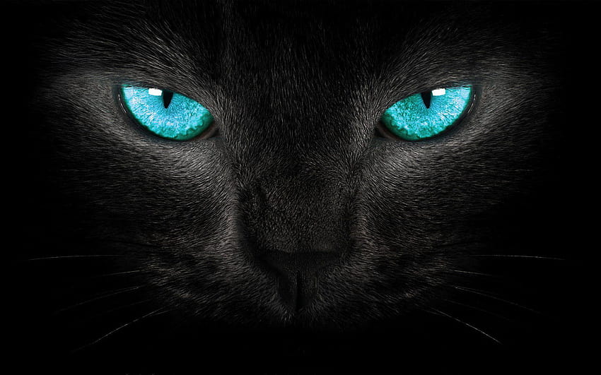 Occhi turchesi di gatto, occhi Sfondo HD