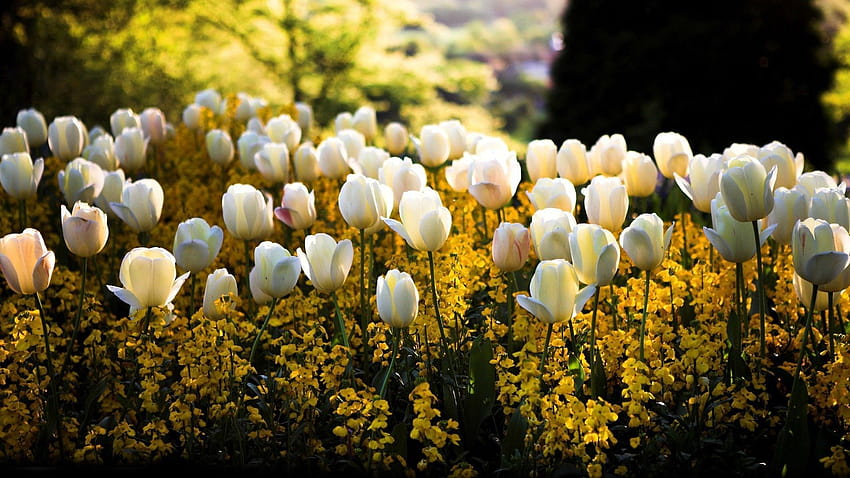 White Tulips HD wallpaper | Pxfuel