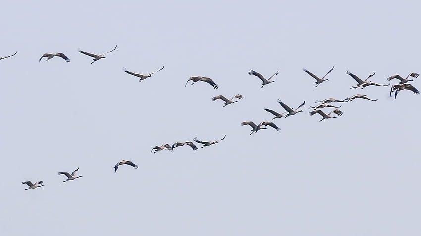 Volare in alto: salvaguardare gli uccelli migratori sulla Turchia Sfondo HD
