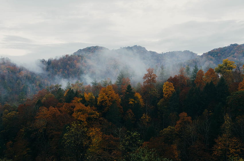 Nature Trees Mountains Forest Fog Hills Autumn Fall, autumn foggy HD wallpaper