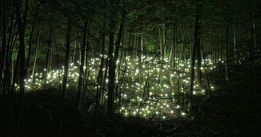 5 Fairy Forest at Night, forest night HD wallpaper | Pxfuel