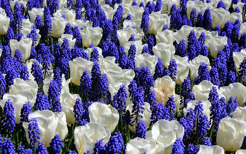 Tulips and grape hyacinth, hyacinth flower HD wallpaper