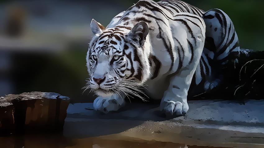 siberian white tiger HD wallpaper