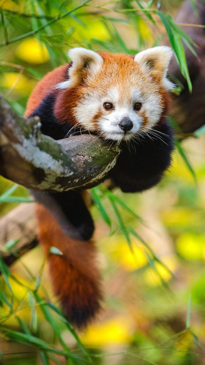 Cute Baby Panda by IceFrog837, baby red pandas HD phone wallpaper ...