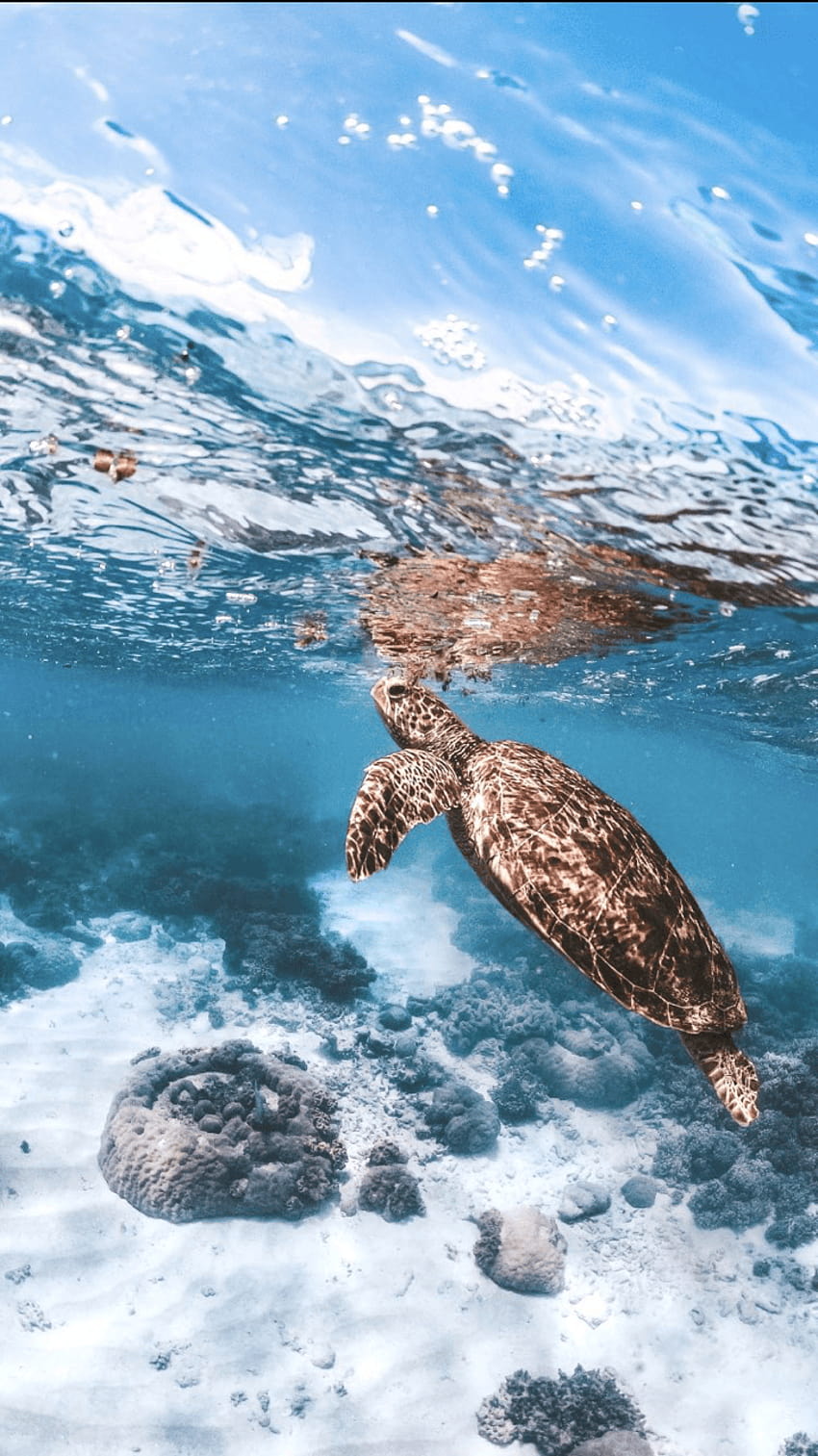 aesthetic sea turtle HD phone wallpaper