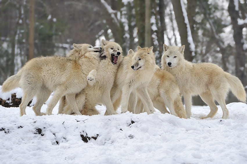Lobos, manada, nieve, invierno, lobo / y s móviles, lobos de invierno fondo  de pantalla | Pxfuel