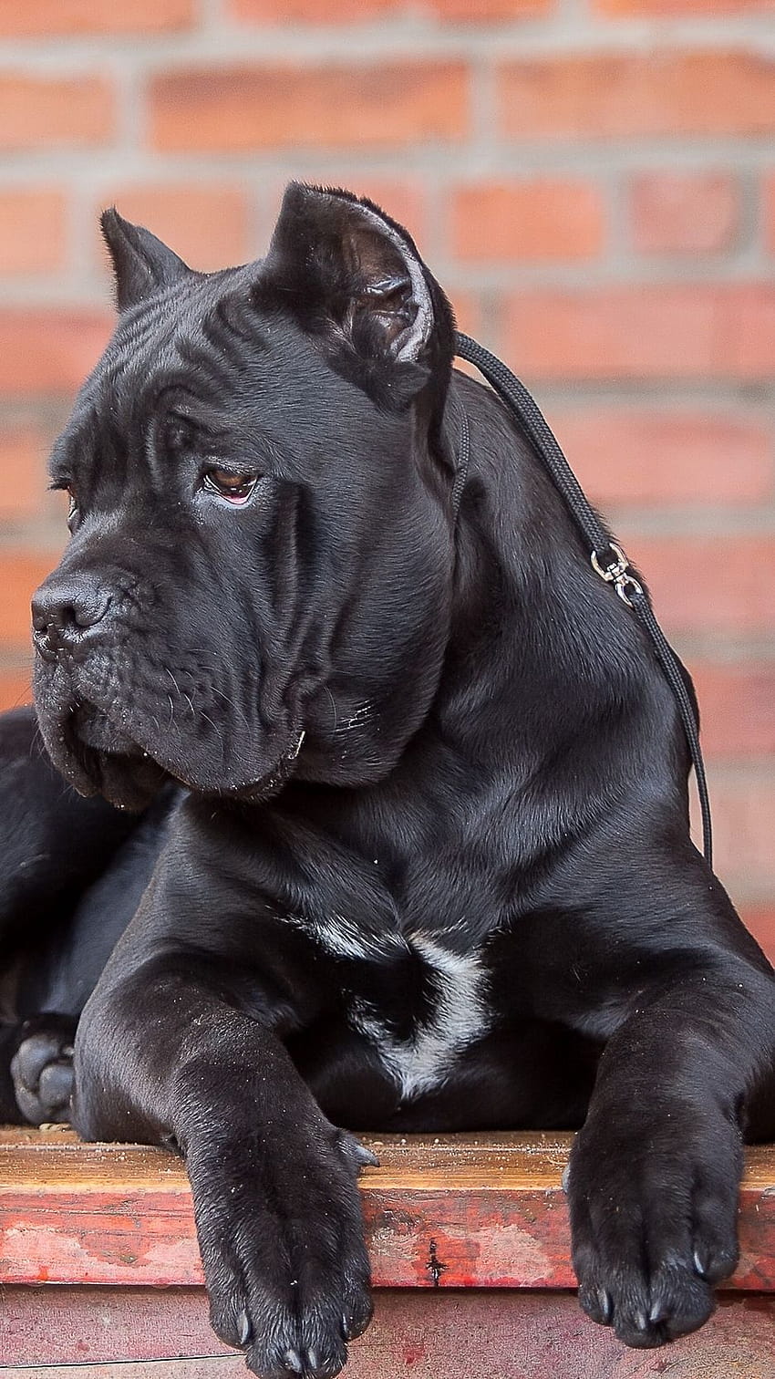 Cane corso dog look  backgrounds iphone HD phone wallpaper  Pxfuel