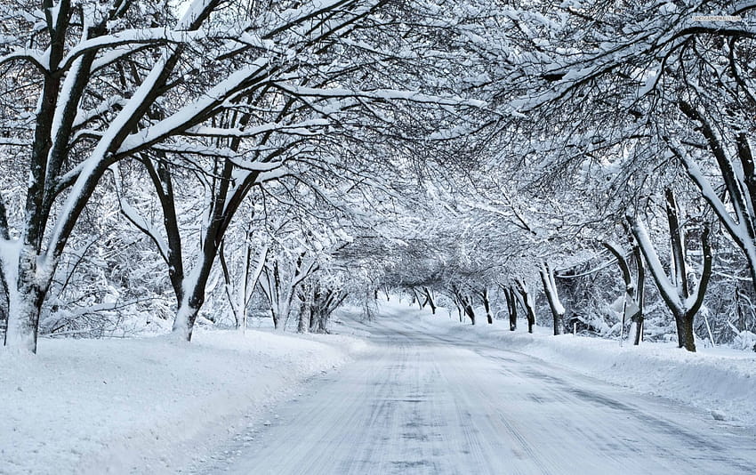 Thick Snowy Trees & White Road, white snow tree HD wallpaper | Pxfuel