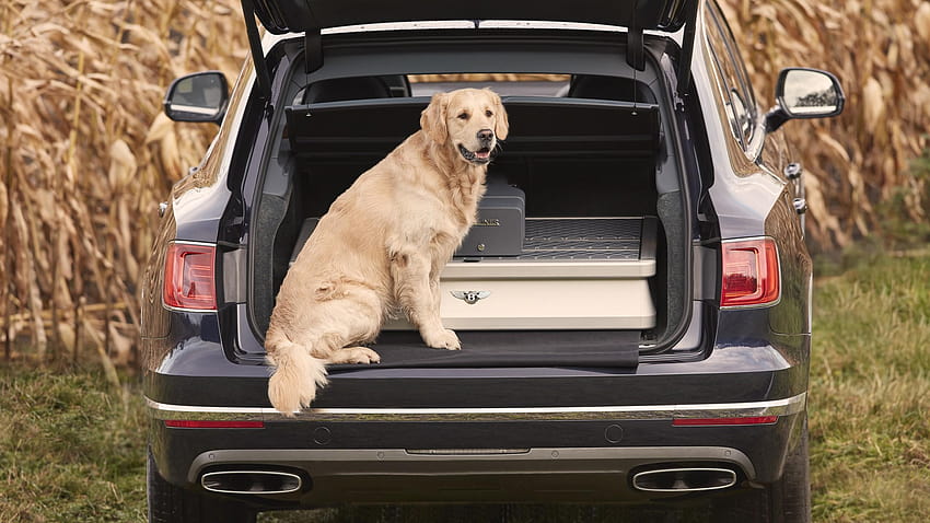 Olahraga Lapangan Bentley Bentayga, 2018 Mobil, anjing, anjing olahraga Wallpaper HD