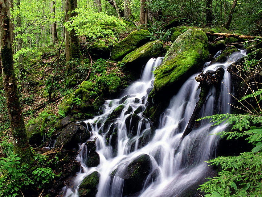 Yağmur, Tremont Bölgesi, Great Smoky Mountains Ulusal Parkı, Tennessee HD duvar kağıdı