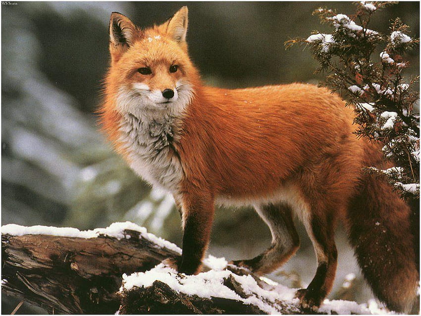 red fox HD wallpaper