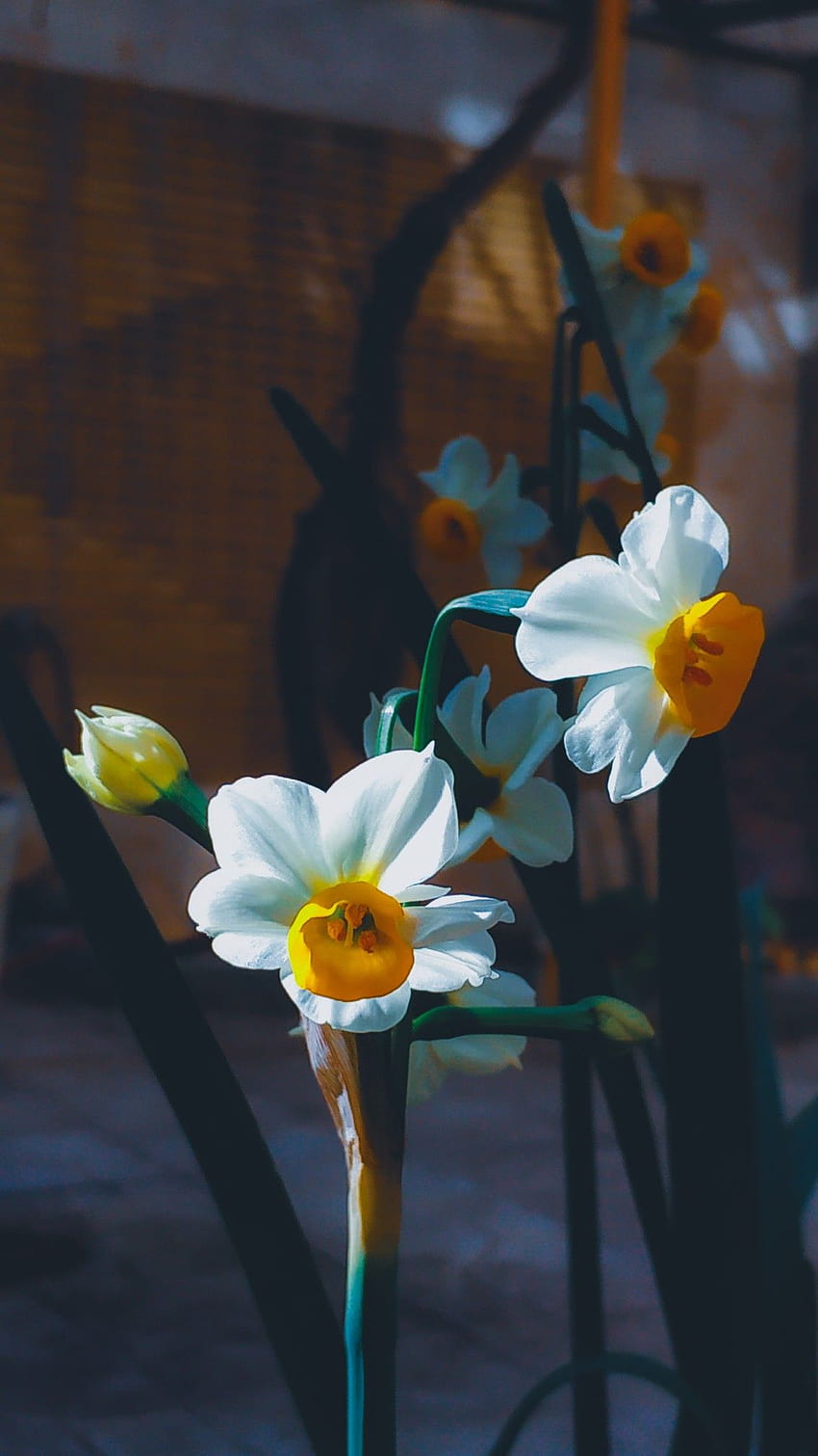 Narcissus HD phone wallpaper