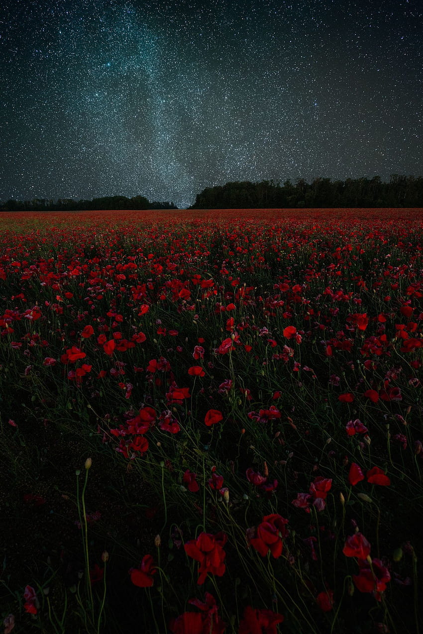 Pole maków w nocy, estetyczne pole czerwonych kwiatów Tapeta na telefon HD