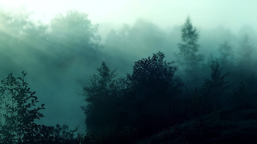 7 Forêt brumeuse, forêt de brouillard Fond d'écran HD