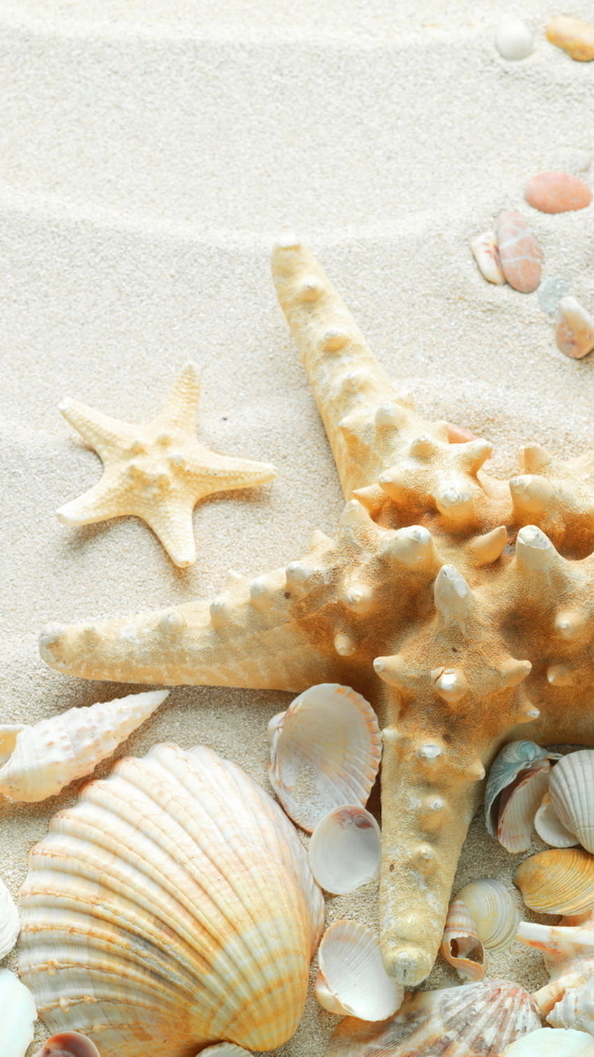 Pure Seaside Beach Starfish Seashell iPhone 8 HD-Handy-Hintergrundbild