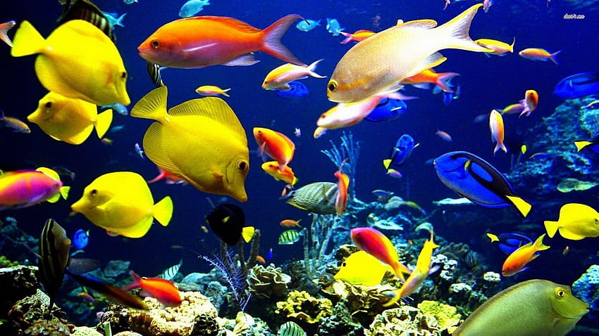 photo of a shallow coral reef with fish, colorful, | Stable Diffusion |  OpenArt