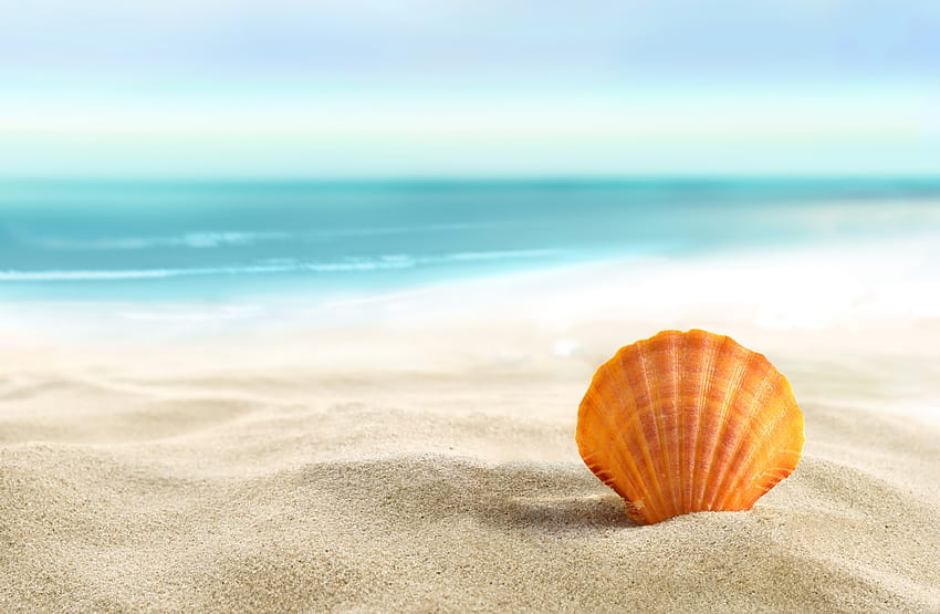 Seashell пясъчен плаж плаж лято море слънце пясък раковина [5285x3451] за вашия мобилен телефон и таблет, слънце лято море HD тапет
