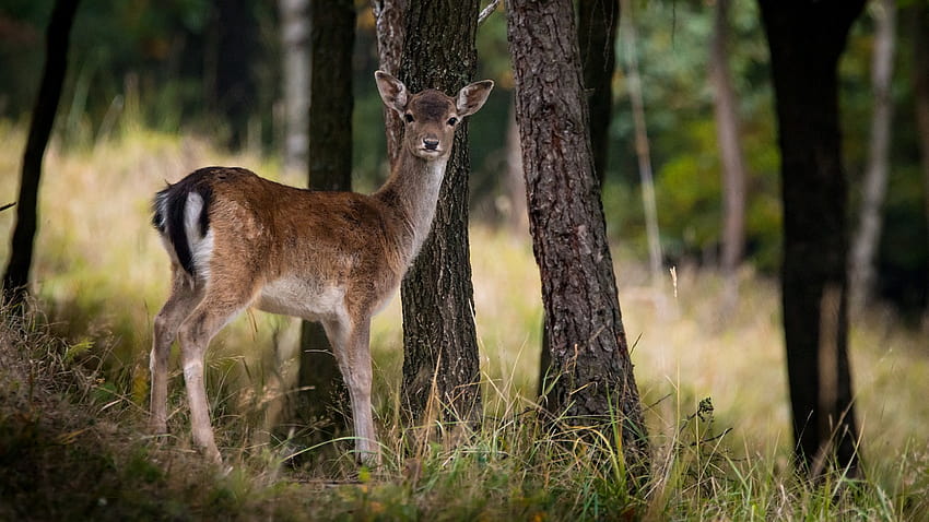 European Fallow Deer Dama HD wallpaper