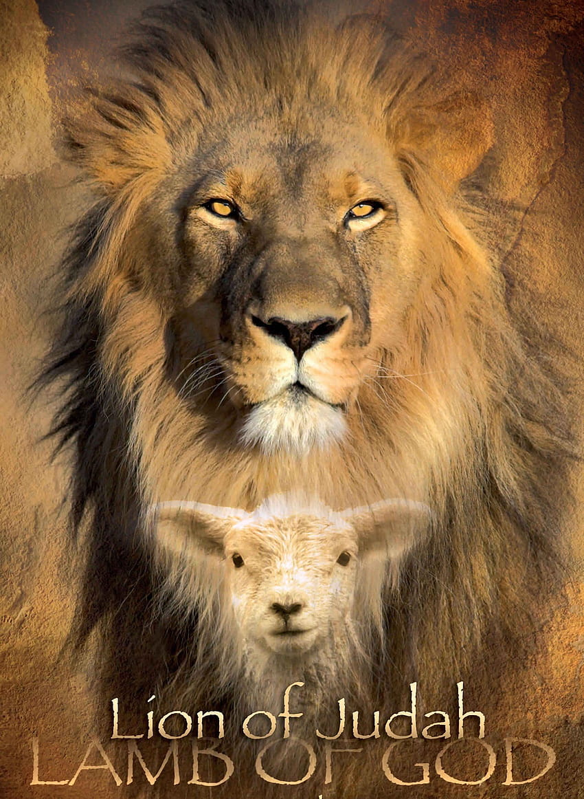 Il LEONE e l'AGNELLO – Benedizioni casuali, leone e agnello Sfondo del telefono HD