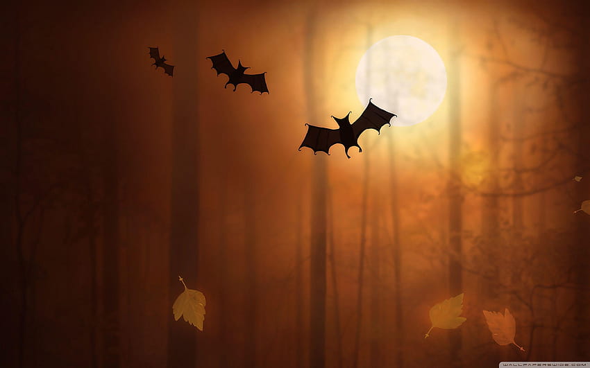 할로윈 박쥐 – 축제 HD 월페이퍼