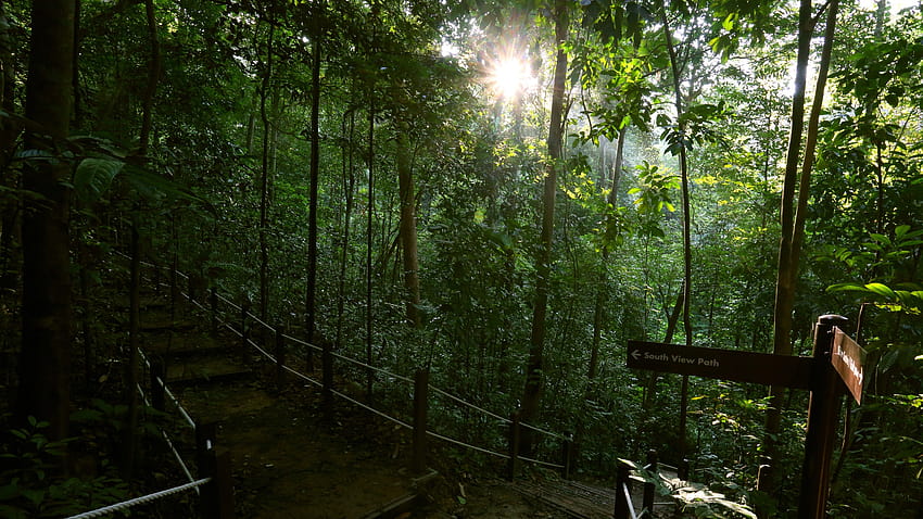 Bukit Timah Nature Reserve – Park Review HD wallpaper