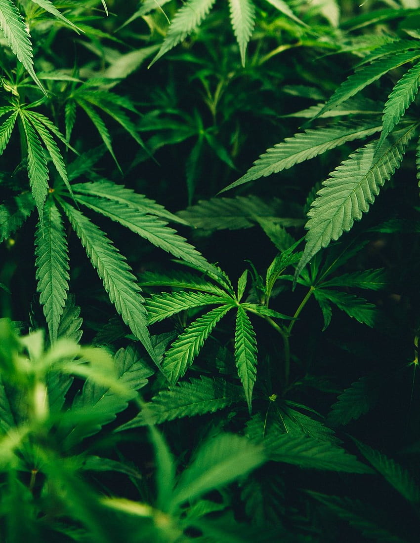 90 Weed Backgrounds: Tła, marihuana amoled Tapeta na telefon HD