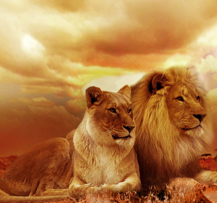 Löwenfamilie, Löwe und Familie HD-Hintergrundbild