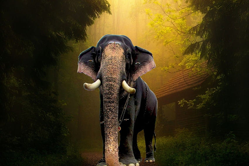 Kerala-Elefanten, Pambadi Rajan HD-Hintergrundbild
