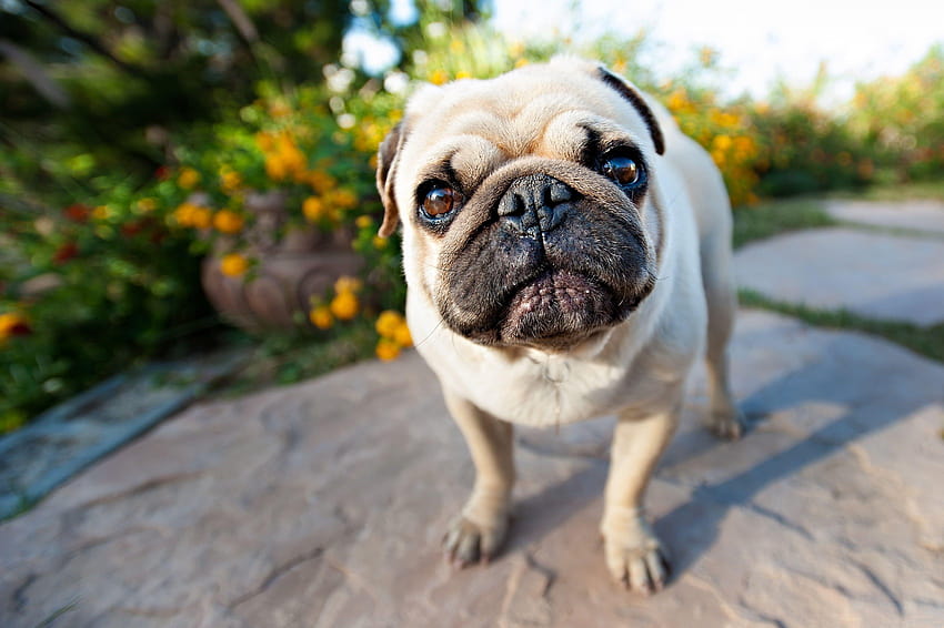 Shallow focus graphy of fawn pug, pug dog for laptop HD wallpaper