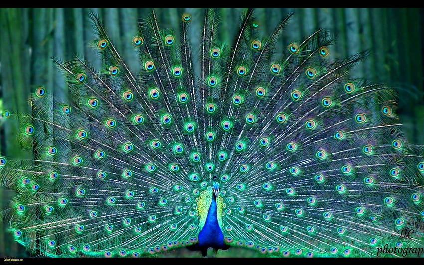 Peacock Fresh HD wallpaper | Pxfuel