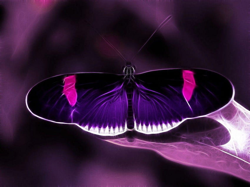 Fioletowy i czarny motyl Fioletowy i czarny motyl, czarne i różowe motyle Tapeta HD