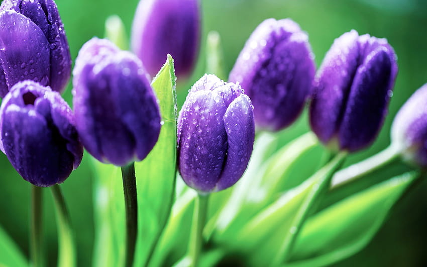 violet tulips, spring, dew, blur, tulips with resolution 2880x1800. High Quality, spring dew HD wallpaper