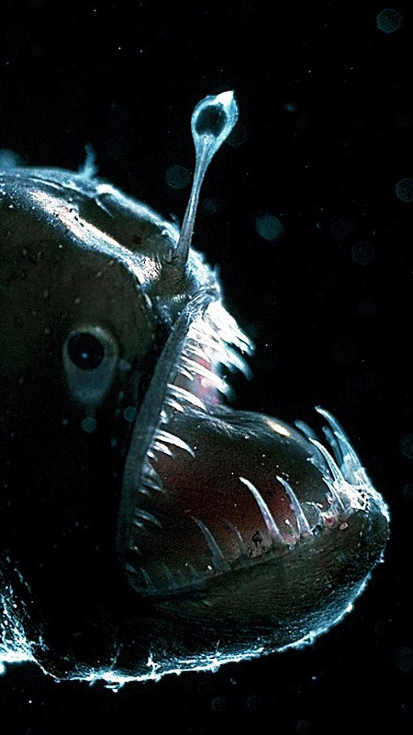 Angler Fish Gallery, anglerfish HD phone wallpaper