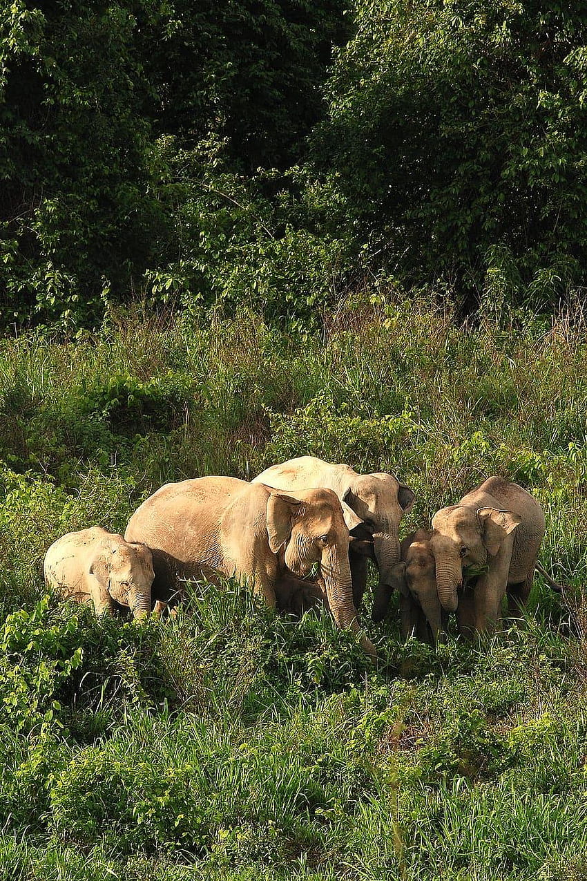 : elefante selvagem, Ásia, Tailândia, natureza, animais, ambiente de vida selvagem Papel de parede de celular HD