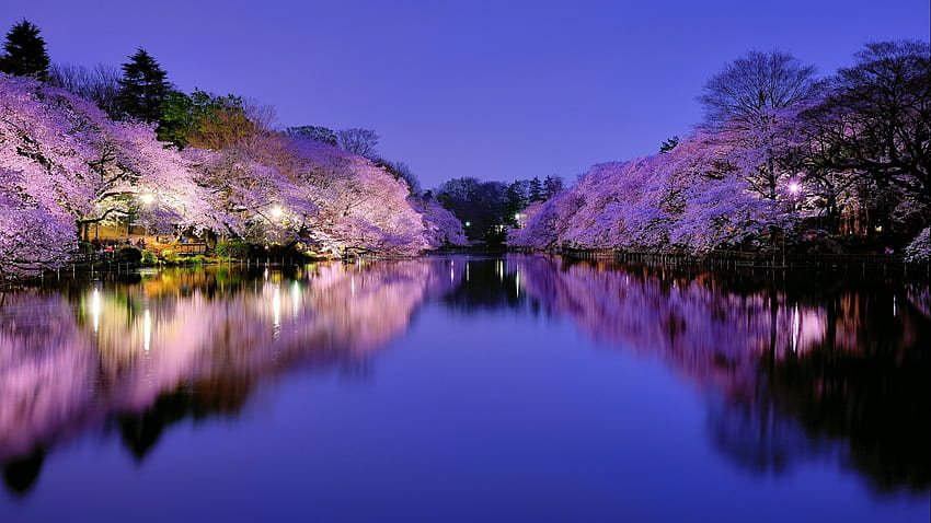 árbol de flor de cerezo en la noche fondo de pantalla