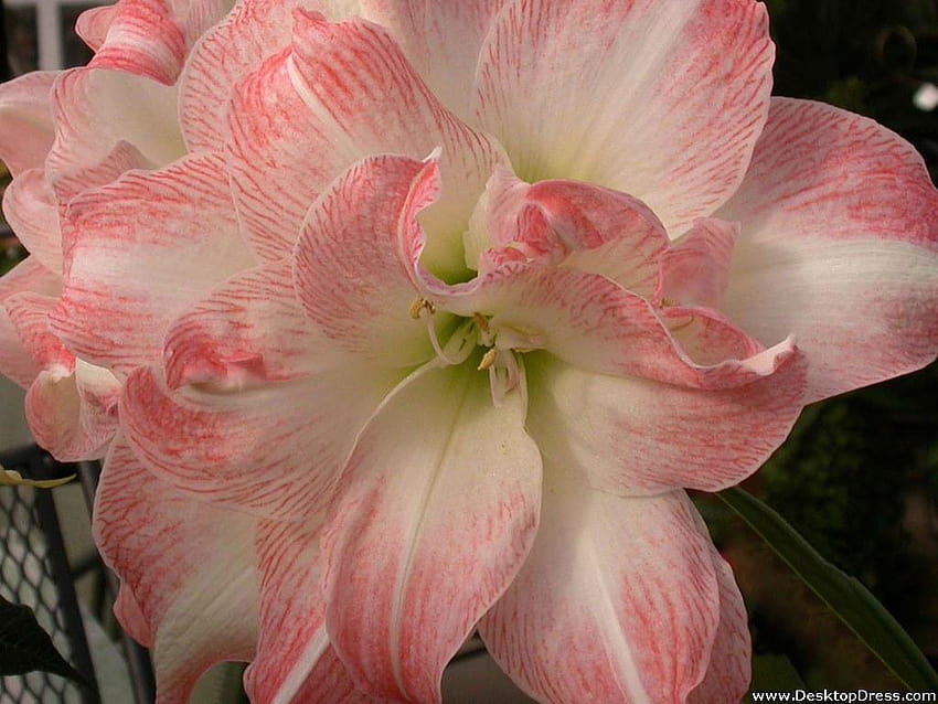 » Fonds de Fleurs » Amaryllis Rose Blanc, amaryllis blanc Fond d'écran HD
