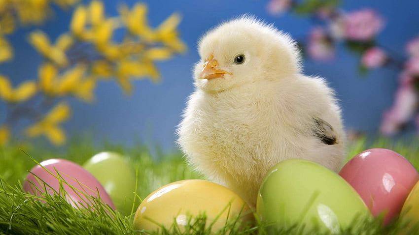 5 Latar Belakang Anak Ayam Paskah Terbaik di Pinggul, ayam musim semi Wallpaper HD