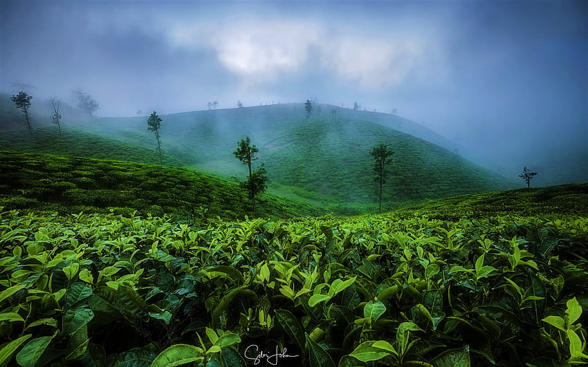 Albero della piantagione di tè della foglia della collina della nebbia, piantagione di tè Sfondo HD