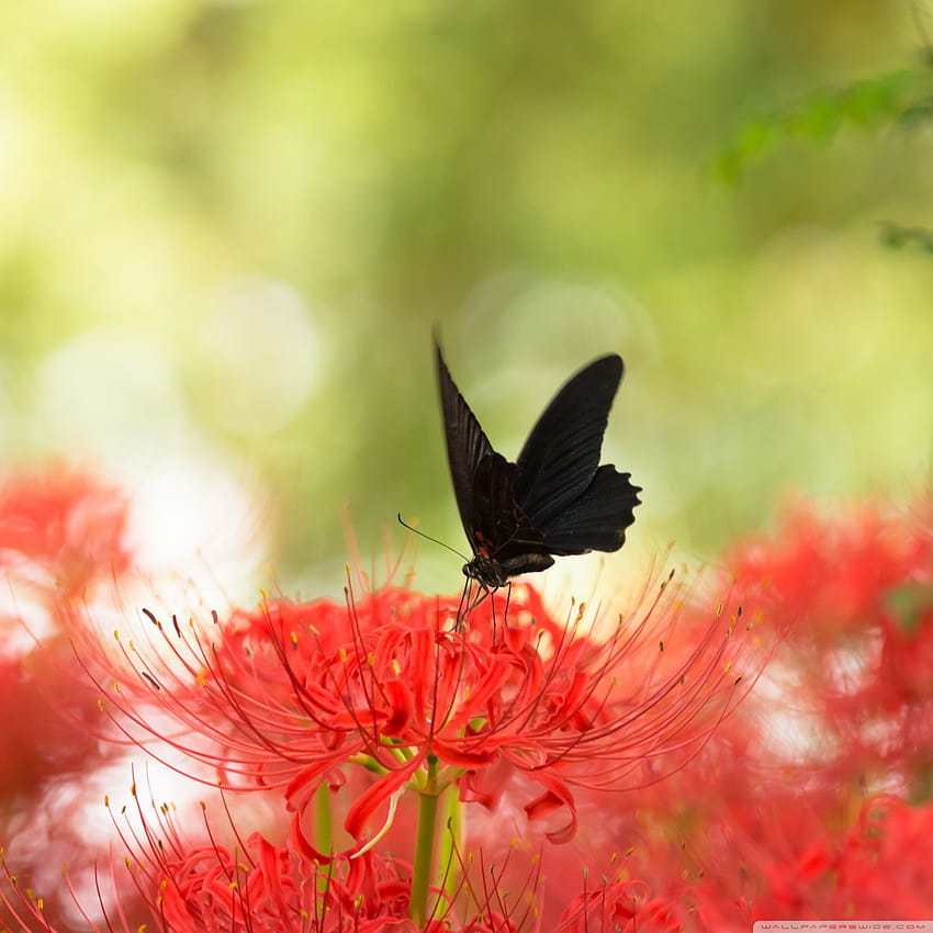Czarny paziowaty motyl i czerwona lilia pająka Tapeta na telefon HD