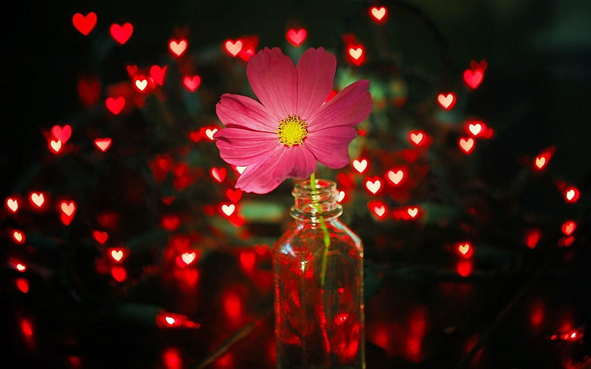 Lampu Bunga Merah, mercusuar dan bunga Wallpaper HD