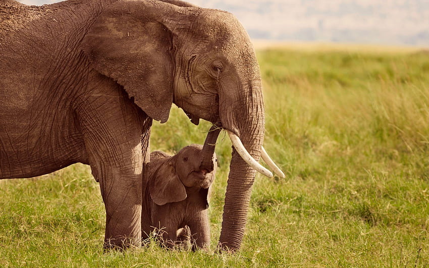 엄마와 아기 동물 그래피, 코끼리 엄마와 아이 HD 월페이퍼