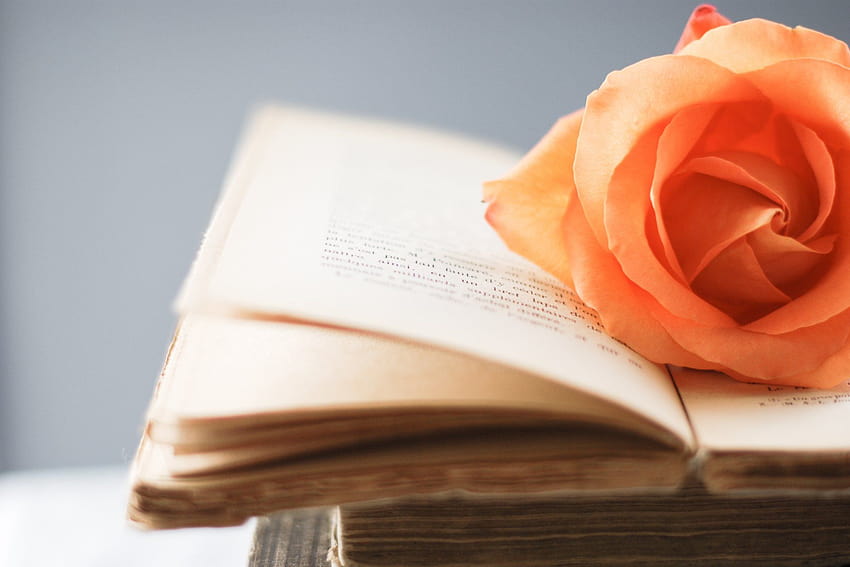 Orange Rose on Book Page 49792 1920x1280px, rose in book HD wallpaper