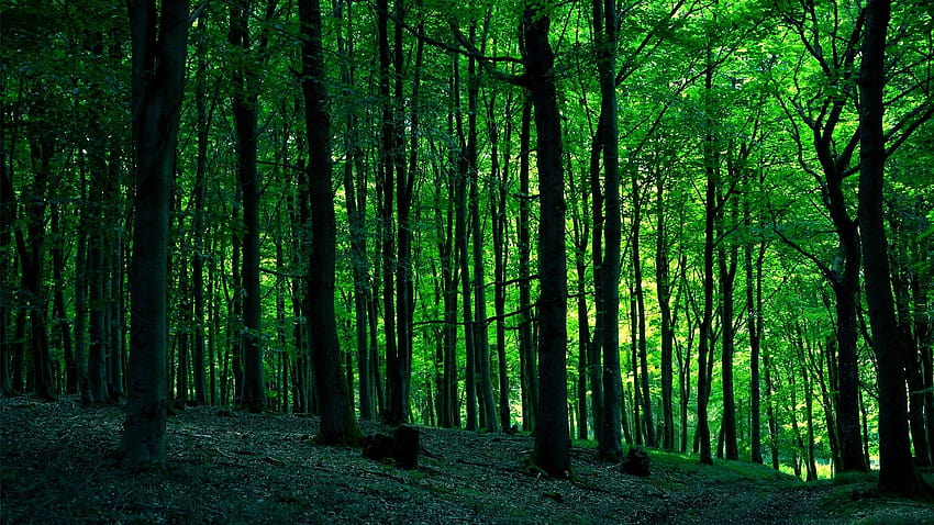 Green forest trees HD wallpaper | Pxfuel