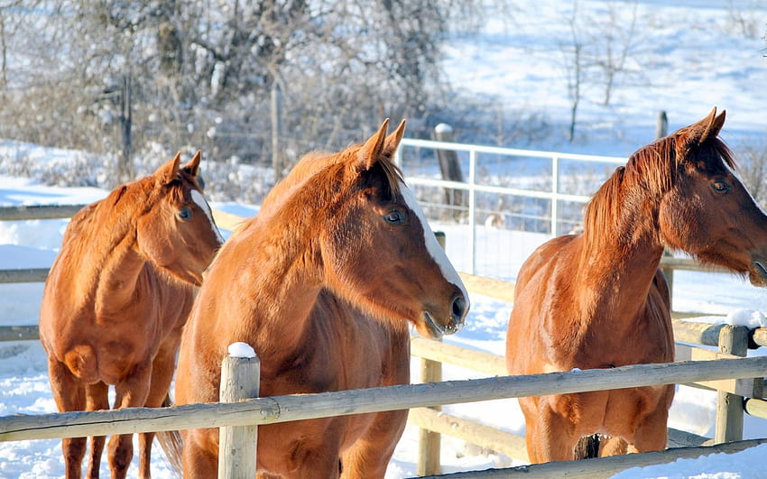 Three brown horses on a farm in winter 1920x1200, farm animals winter HD wallpaper
