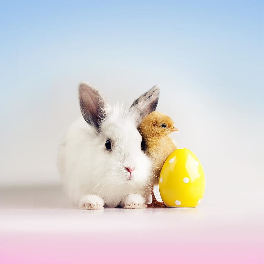 Baby Easter Bunny, coniglietto pasquale estetico Sfondo del telefono HD