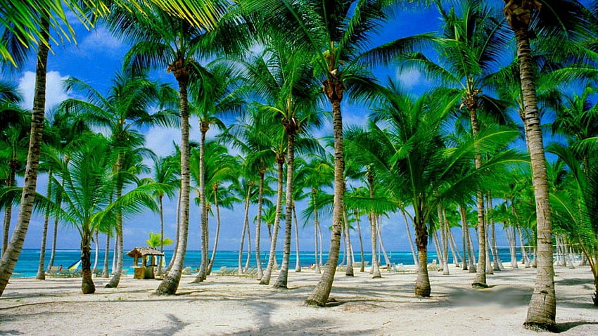 Beach Palms, Пунта Кана HD тапет