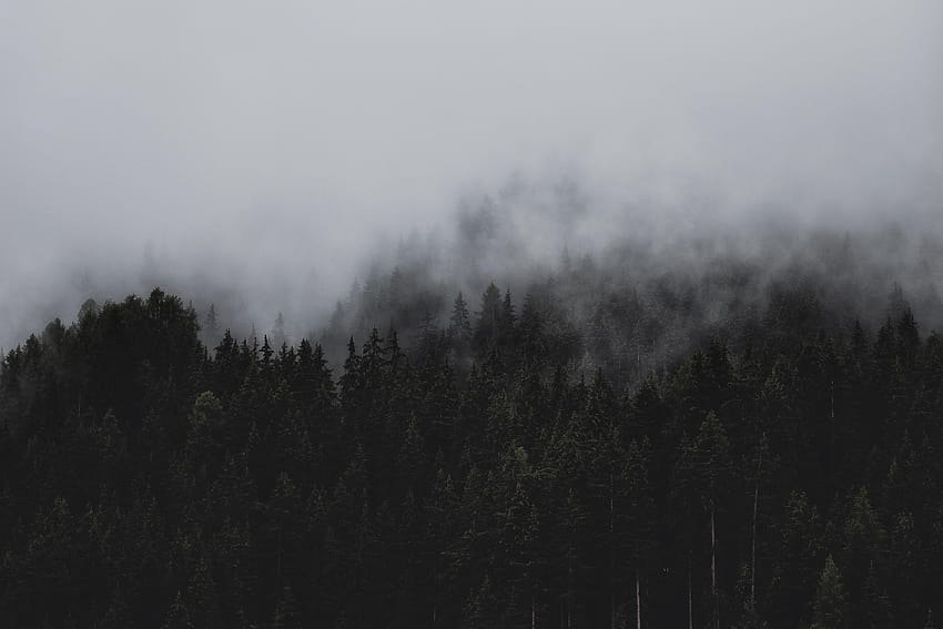 Conifer Fog, forest HD wallpaper